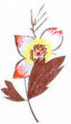 Πόμολο επίπλων Καφέ λουλούδι, Μπεζ Πορσελάνη, Αντικέ, Φ31mm