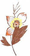 TMC Πόμολο επίπλων Καφέ λουλούδι, Μπεζ Πορσελάνη, Αντικέ, Φ33mm